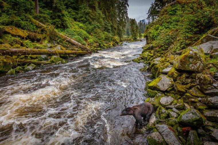 062 Anan Creek, zwarte beer.jpg